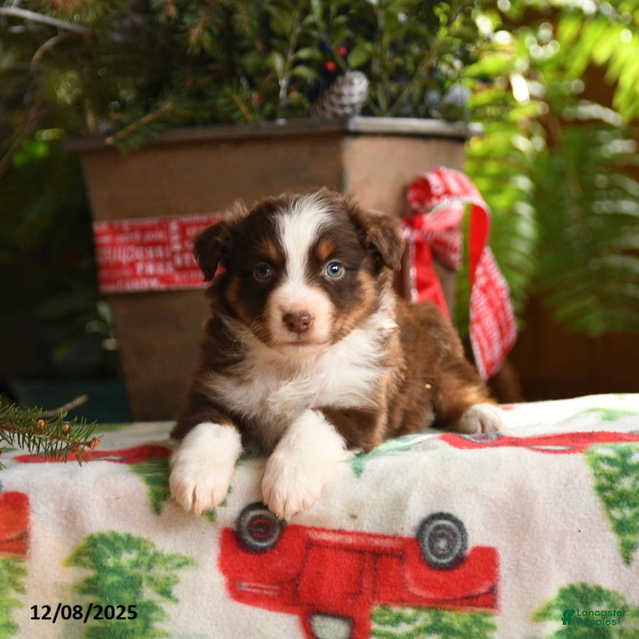 Australian Shepherd dogs Avalon - Ad 8