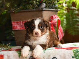 Australian Shepherd dogs Avalon - Ad 34