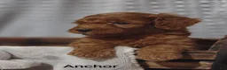 Cavapoo dogs for sale: Cavapoo F1b 2 Anchor  - Ad 10
