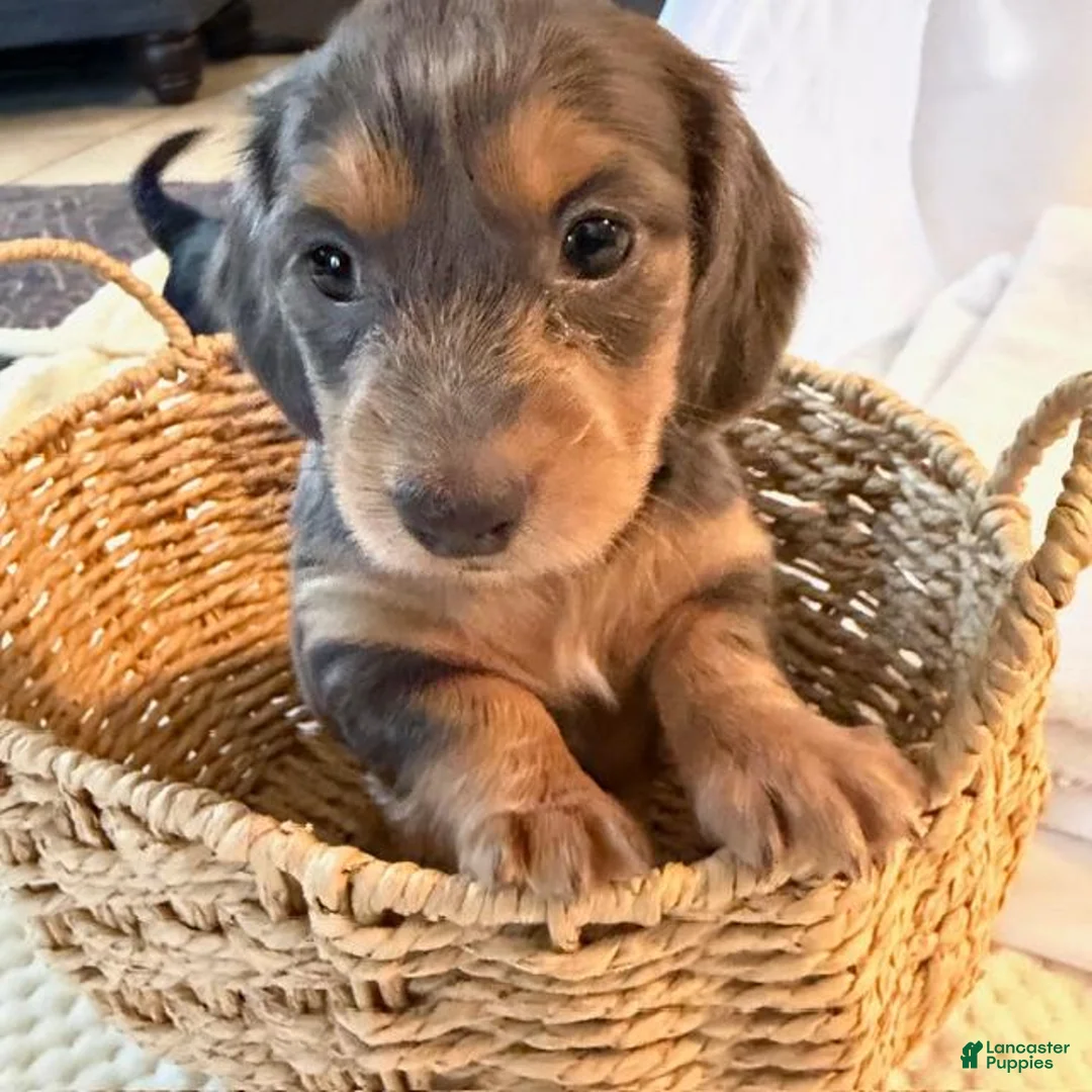 Dachshund dogs for sale: Juliett - Ad 2
