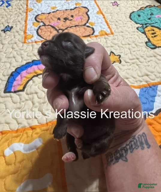 Yorkshire Terrier dogs KLANSEY - Ad 1