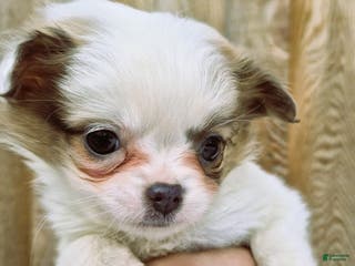 Chihuahua dogs Chihuahua Puppy 2 - Ad 7