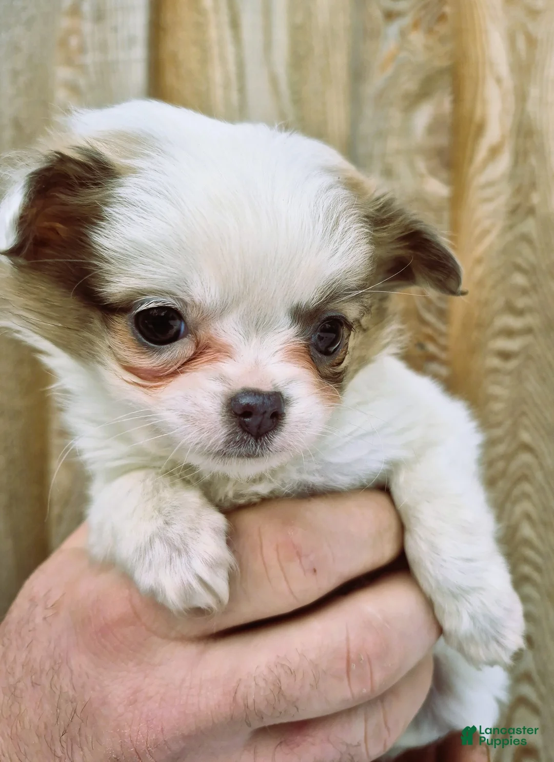 Chihuahua dogs for sale: Chihuahua Puppy 2 - Ad 1