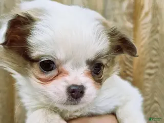 Chihuahua dogs Chihuahua Puppy 2 - Ad 18