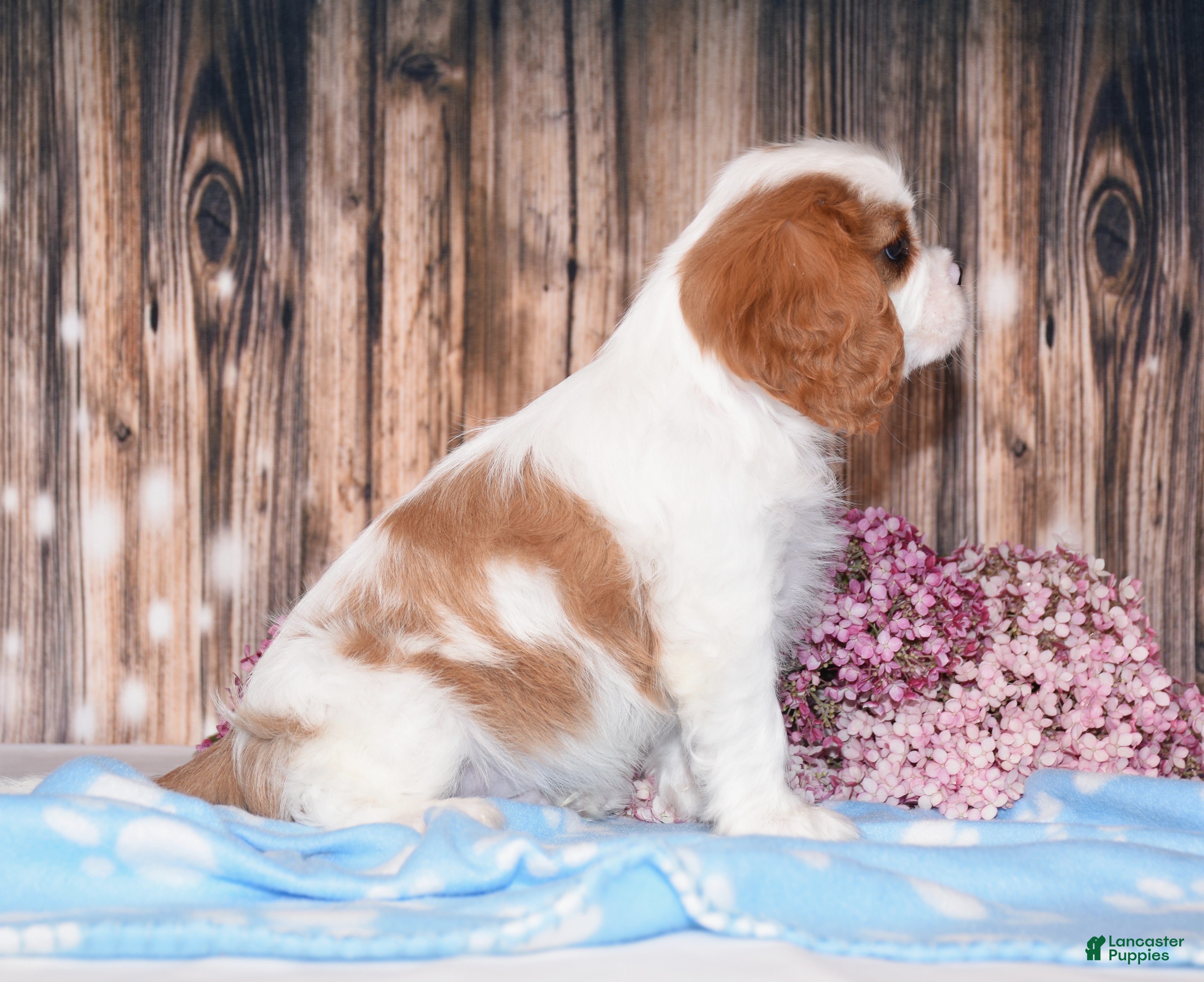 Cavalier King Charles Spaniel dogs Dalton - Ad 2