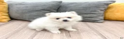 Pomeranian dogs for sale: Sparky - Ad 3