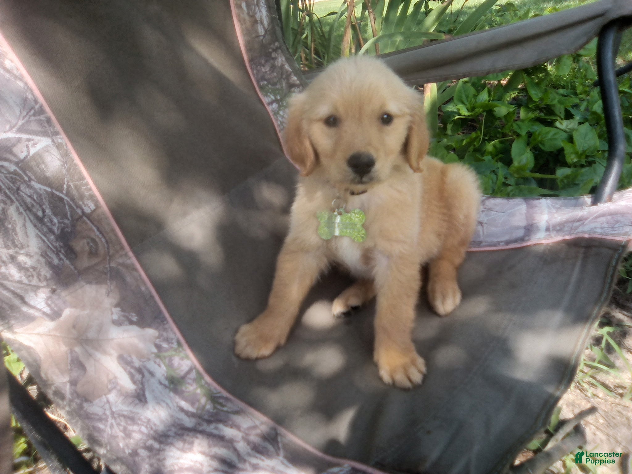 Golden Retriever dogs Goldie  - Ad 1