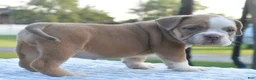 Mixed Breed dogs for sale: Luna bully hybrid  - Ad 2