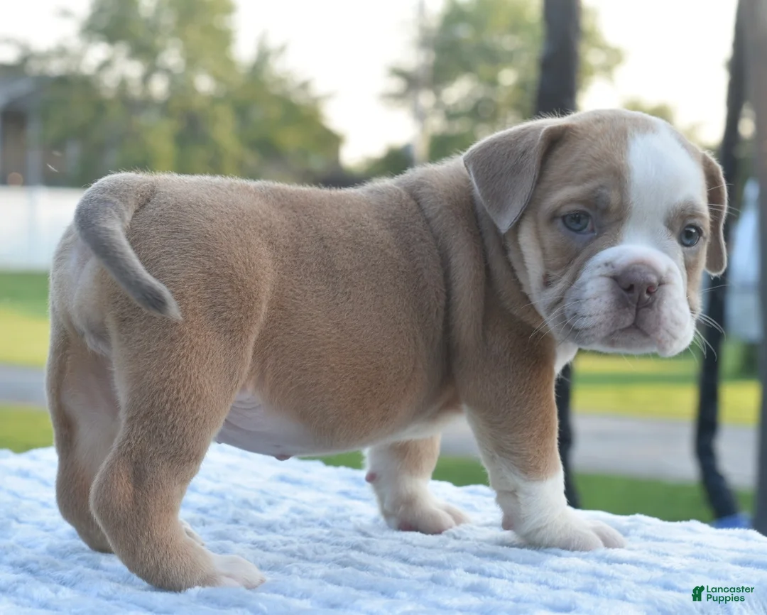 Mixed Breed dogs for sale: Luna bully hybrid  - Ad 2