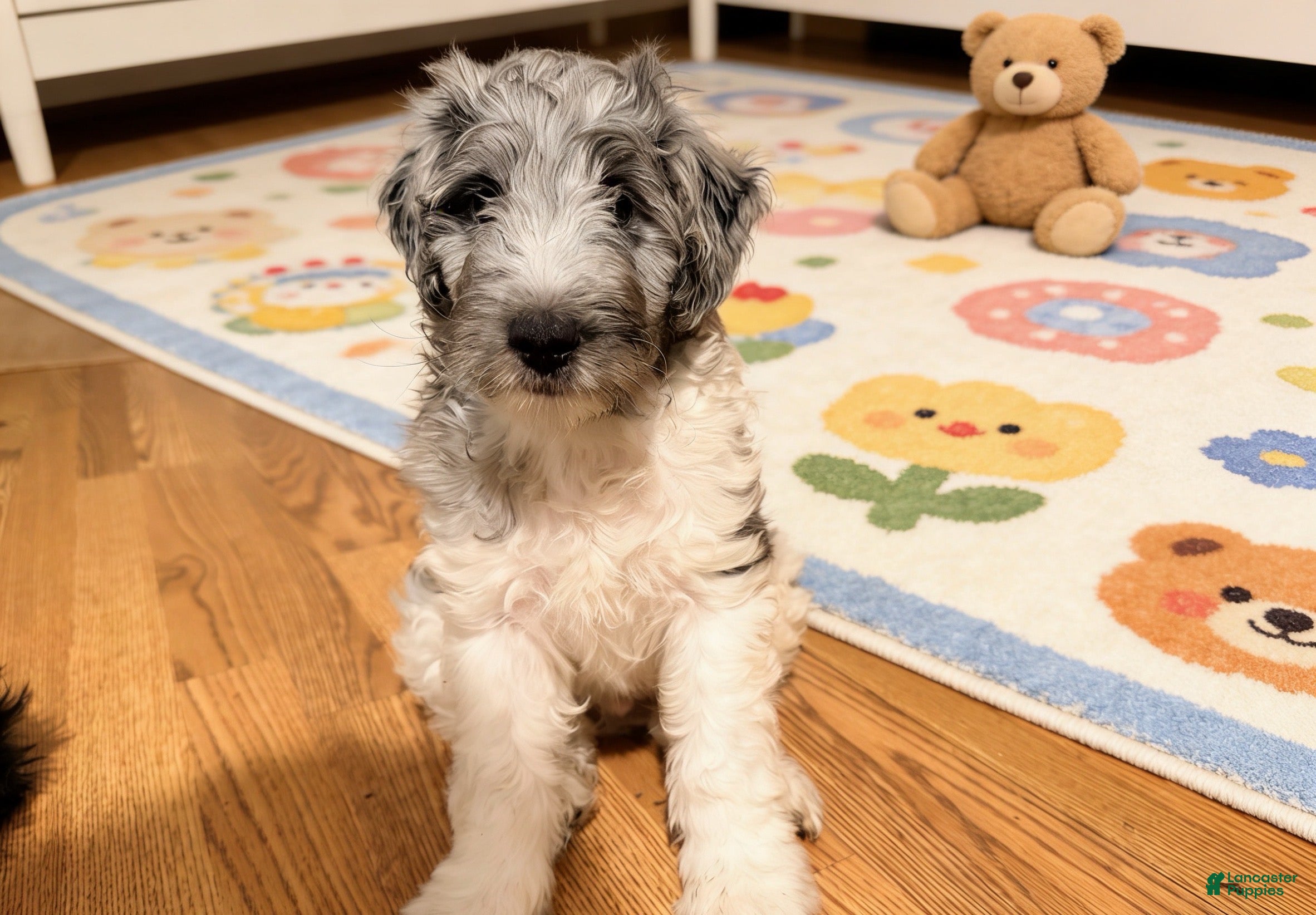Sheltiedoodle dogs Blue - Ad 2