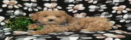 Maltipoo dogs for sale: Curtiss  - Ad 6