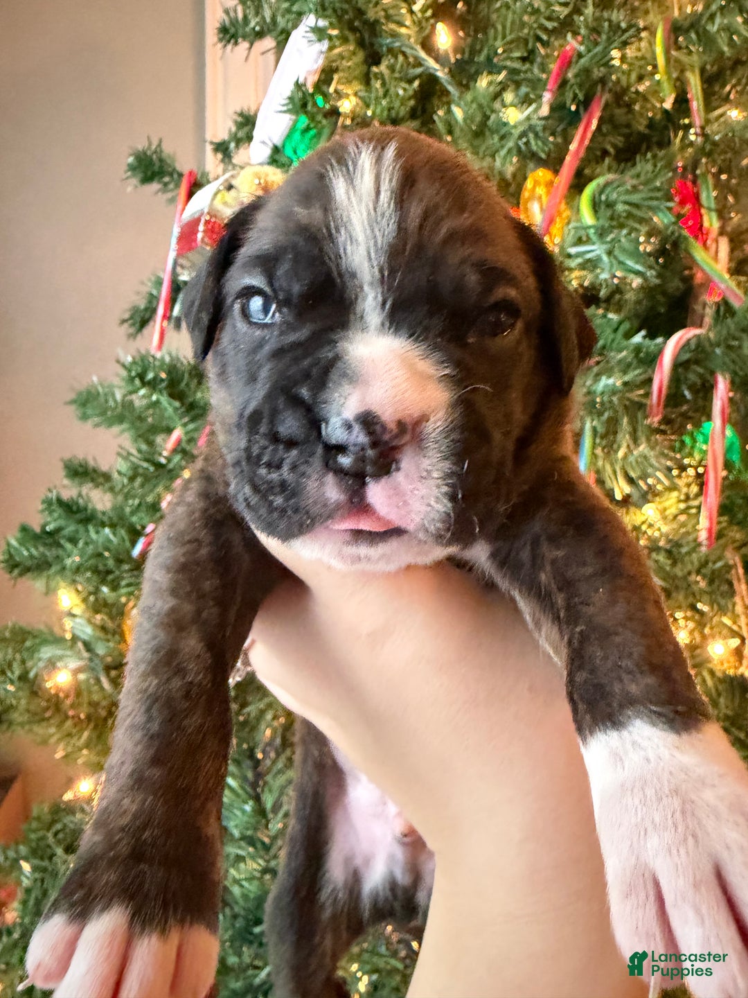 Boxer dogs for sale: Moose - Ad 2