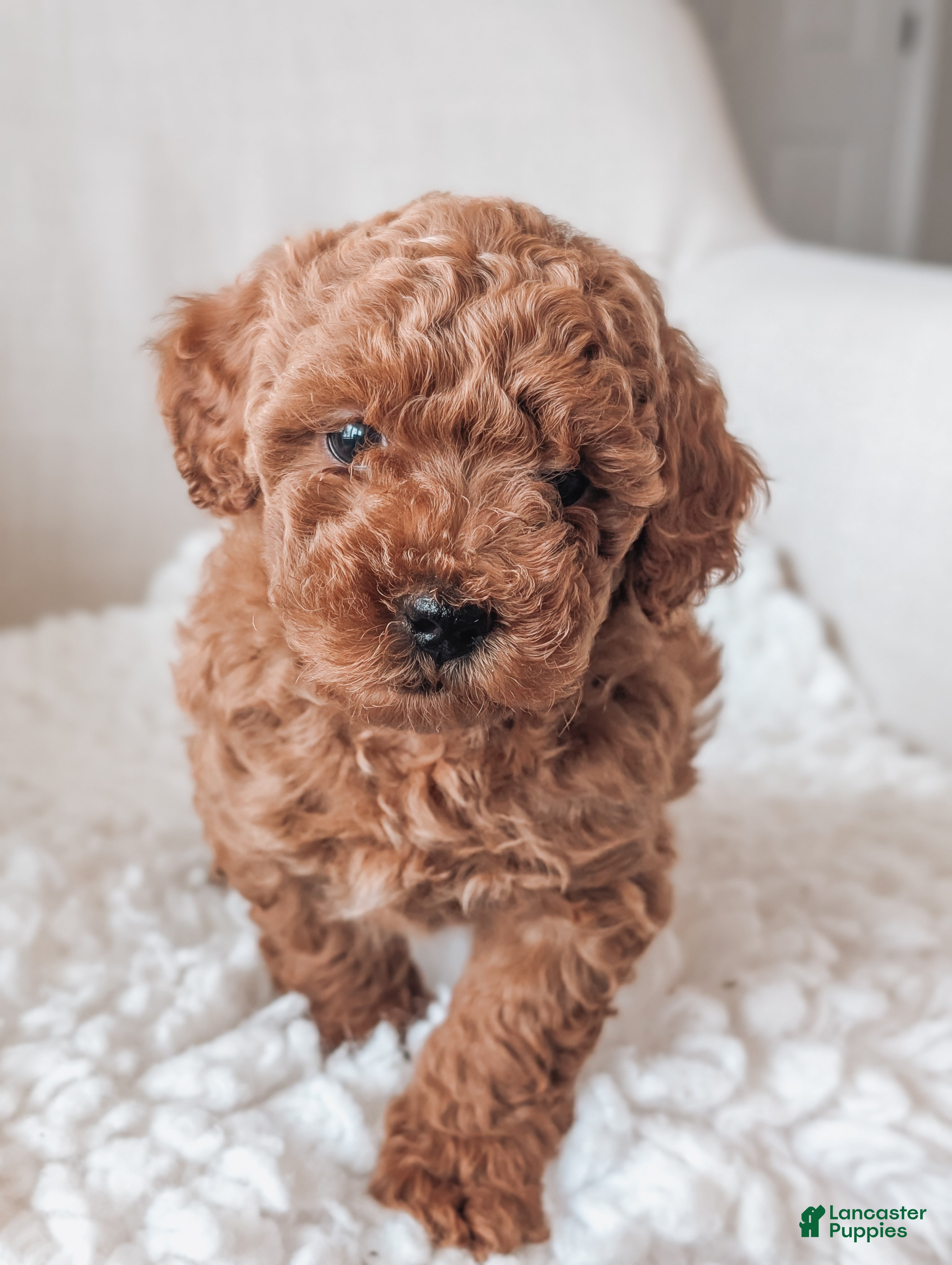 Maltipoo dogs Jasper - Ad 2