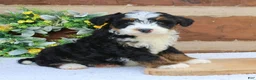 Mini Bernedoodle dogs for sale: Murphy  - Ad 3