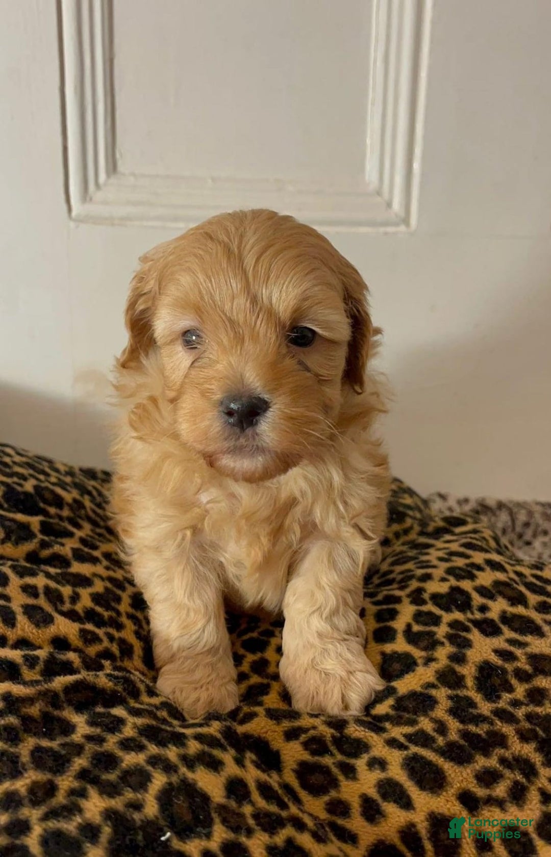 Maltipoo dogs for sale: Sara - Ad 11