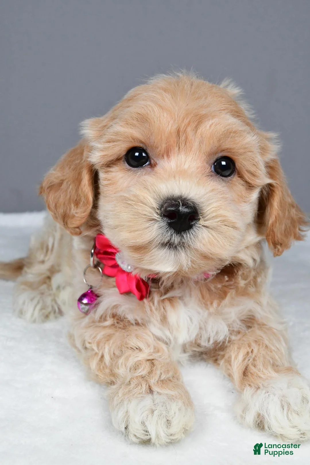 Maltipoo dogs for sale: Misty - Ad 2