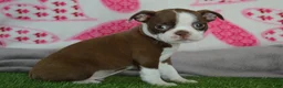 Boston Terrier dogs for sale: jenny - Ad 1