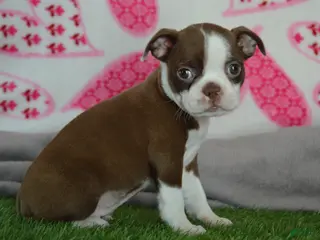 Boston Terrier dogs for sale: jenny - Ad 1