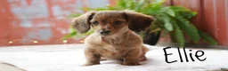 Dachshund dogs for sale: Ellie - Ad 3