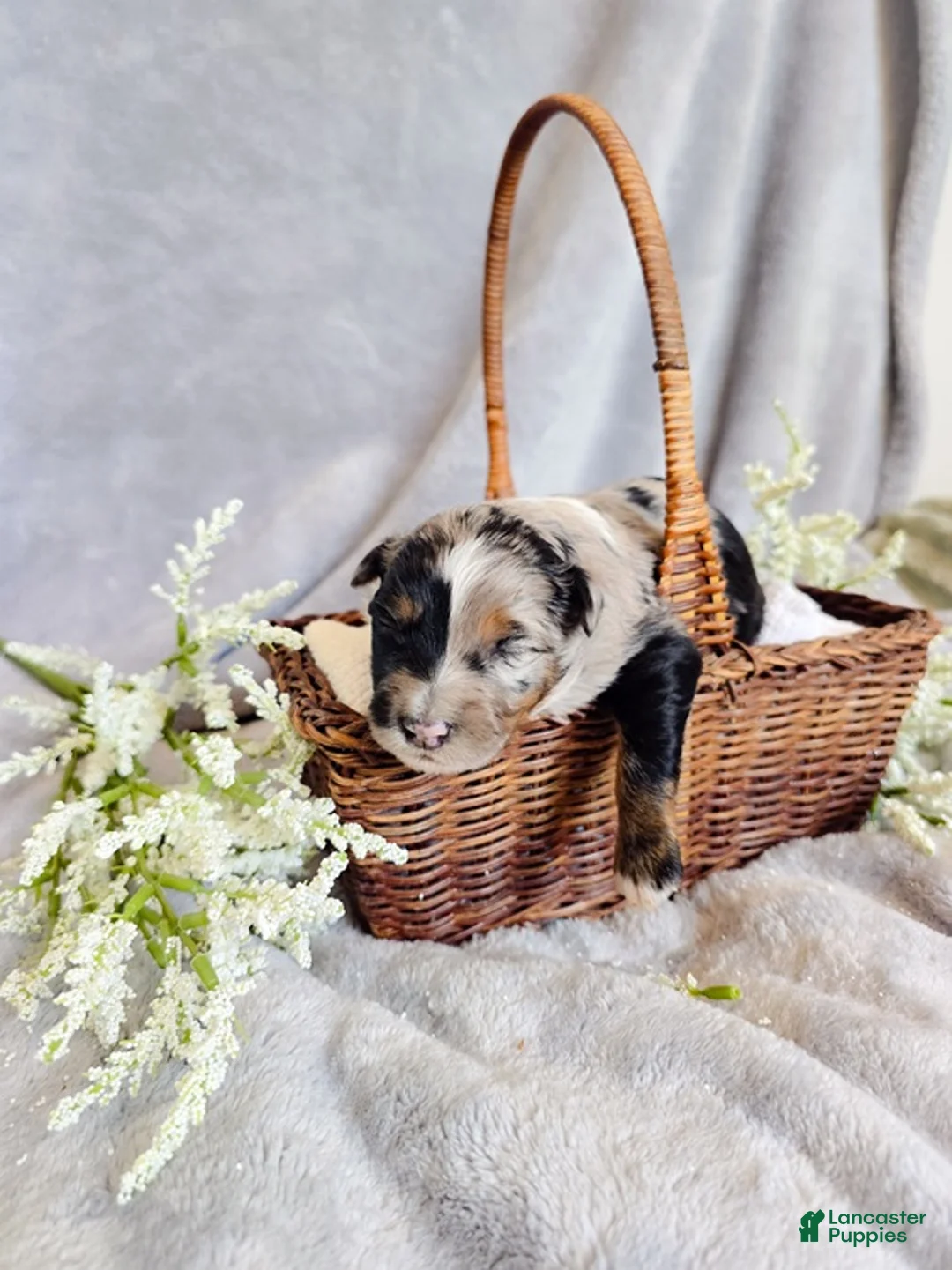Aussiedoodle dogs for sale: Star Melon - Ad 1