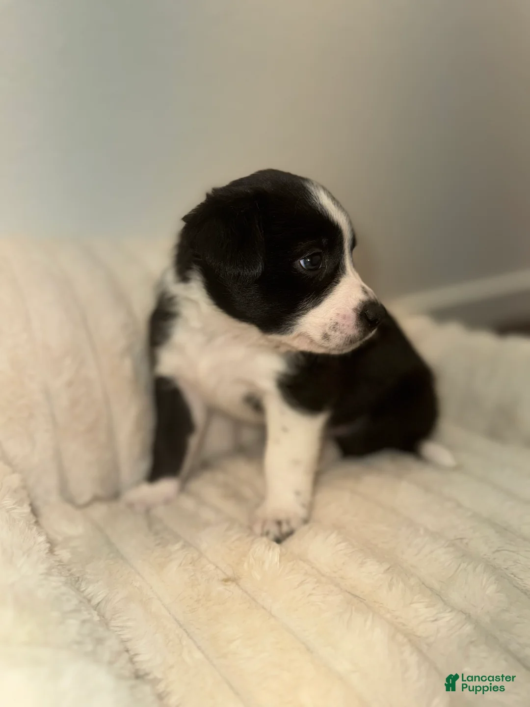 Mixed Breed dogs for sale: Oreo - Ad 2