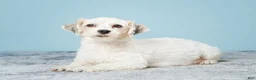 Havanese dogs for sale: FROSTING - Ad 10