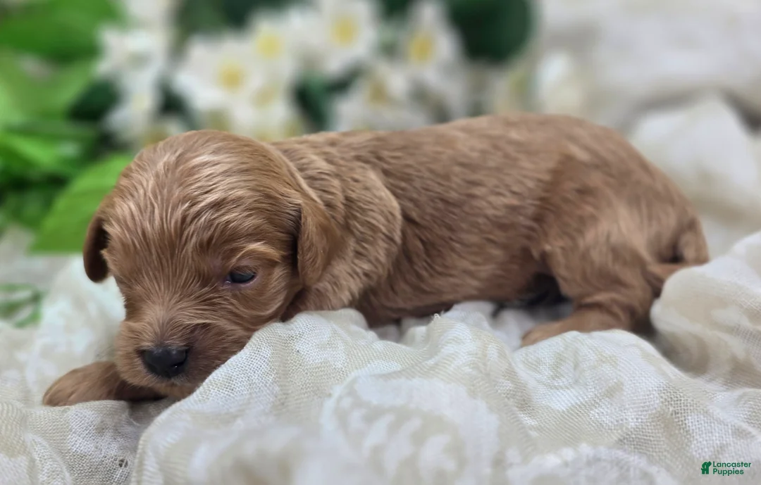 Cavapoo dogs for sale: Grub - Ad 1