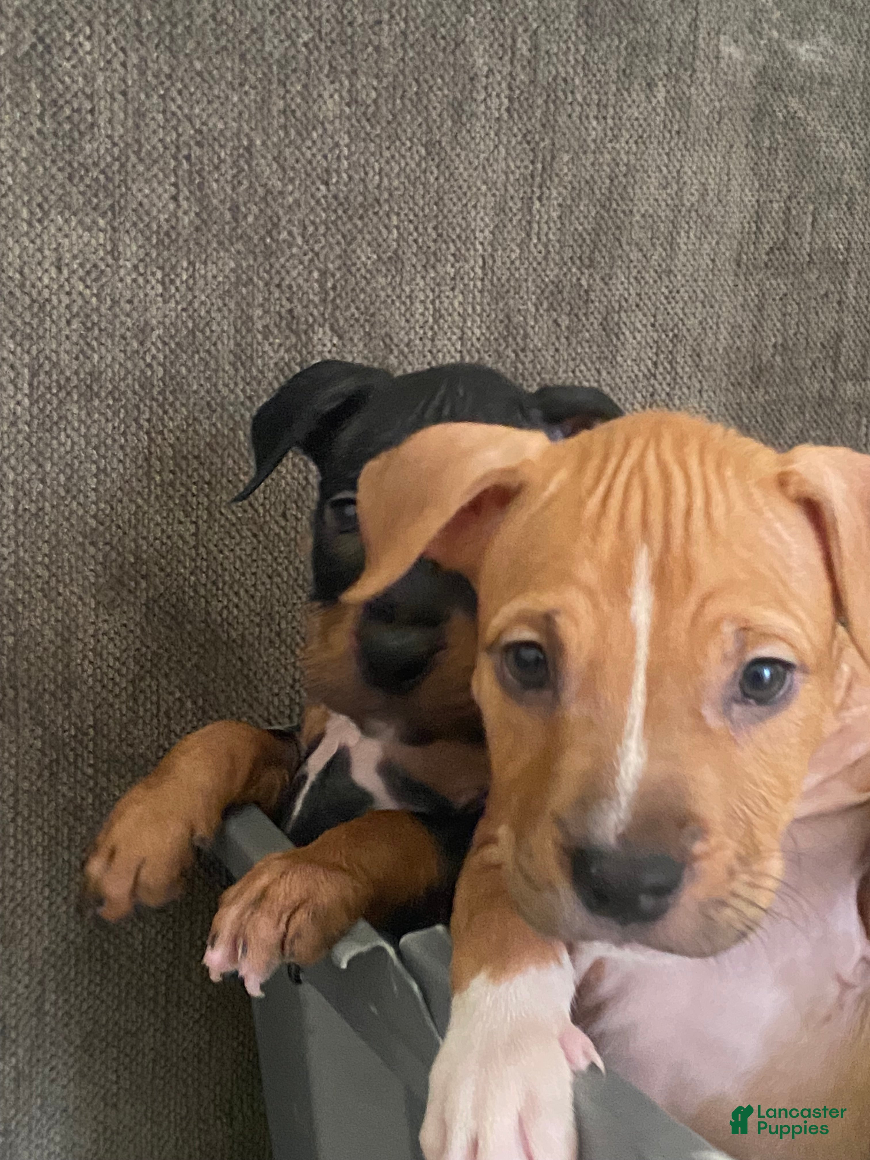American Bully dogs American Bully 3 - Ad 6