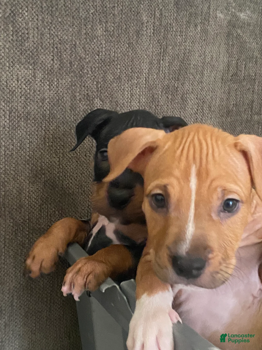 American Bully dogs for sale: American Bully 3 - Ad 1