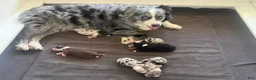 Miniature Australian Shepherd dogs for sale: Captain - Ad 21