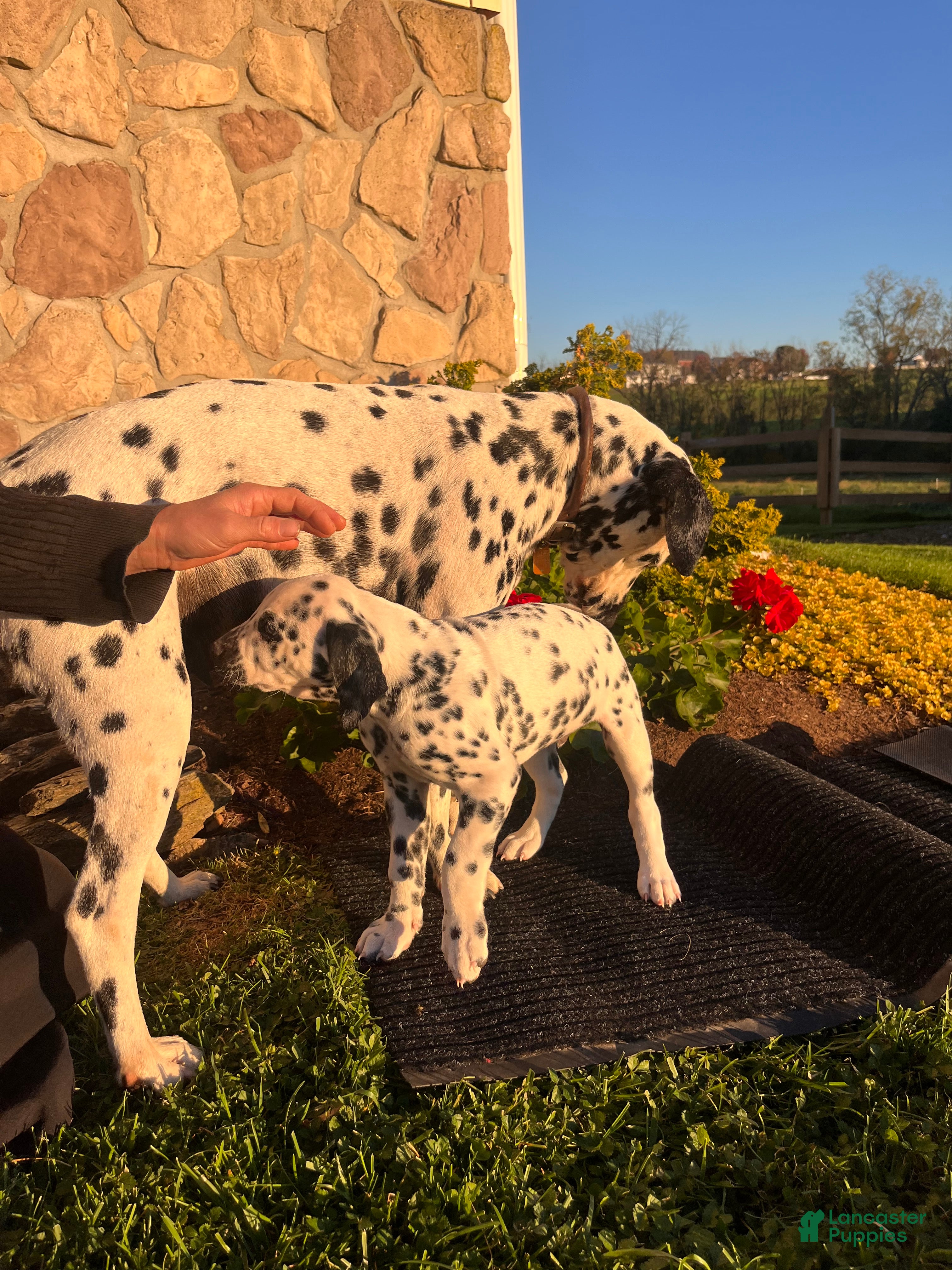 Dalmatian dogs for sale: Russel❤️ Akc Genetic Tested - Ad 2