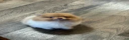 Pomeranian dogs for sale: #1 Zip - Ad 3