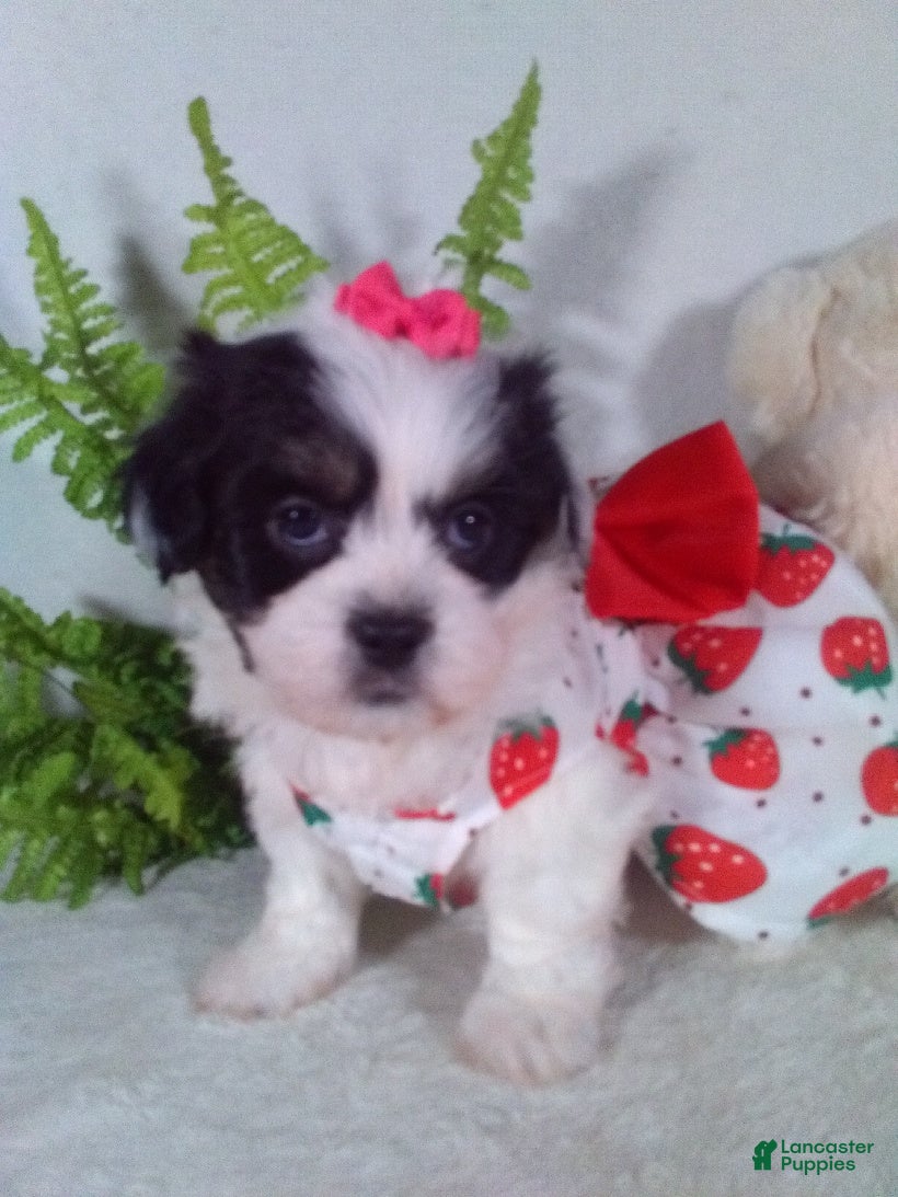 Teddy Bear dogs Callie - Ad 1