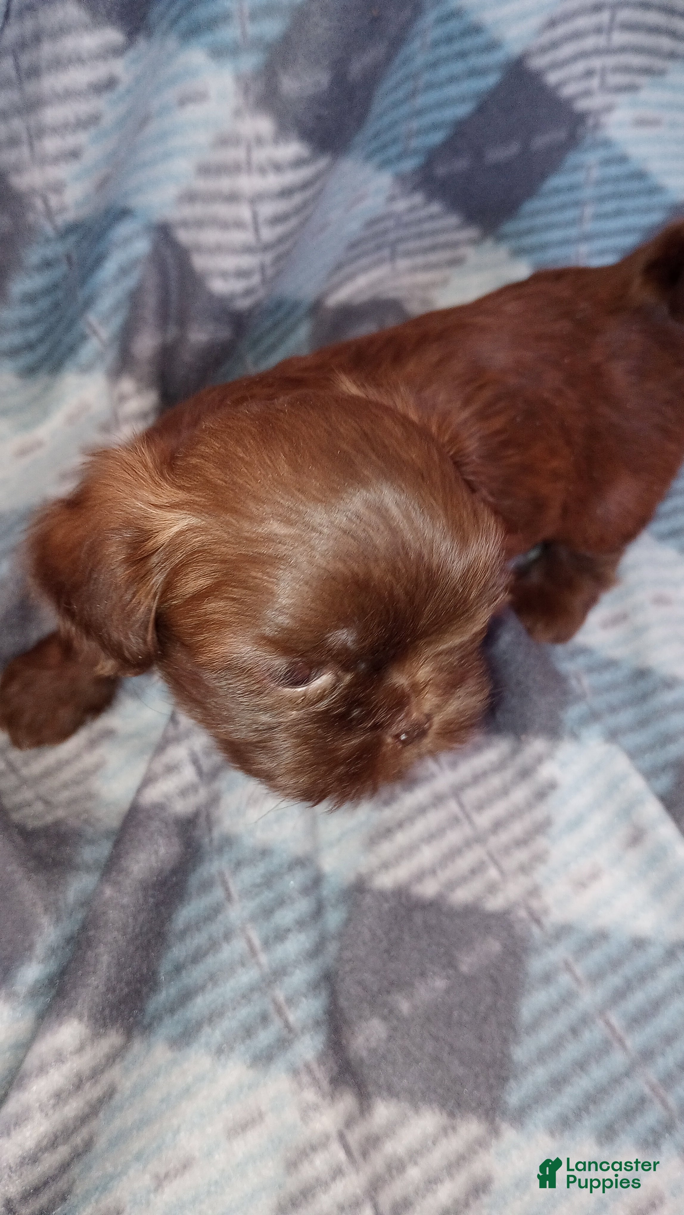 Shih Tzu dogs Shih Tzu Puppy 2 - Ad 12