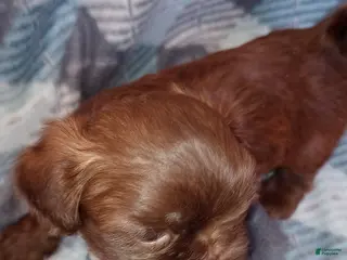 Shih Tzu dogs Shih Tzu Puppy 2 - Ad 12