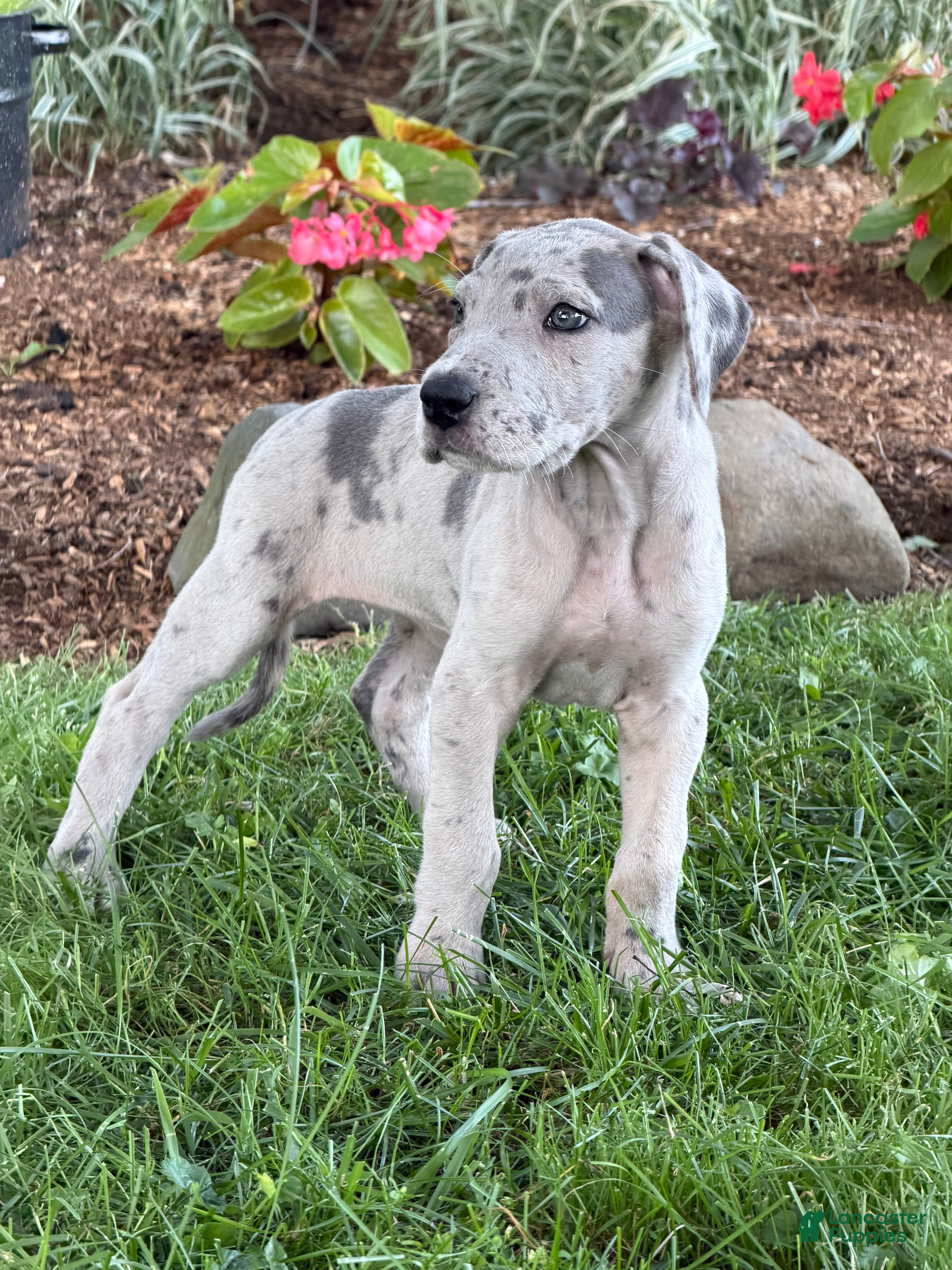 Great Dane dogs Pansy Great Dane  - Ad 1