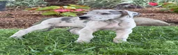Great Dane dogs for sale: Pansy Great Dane  - Ad 13