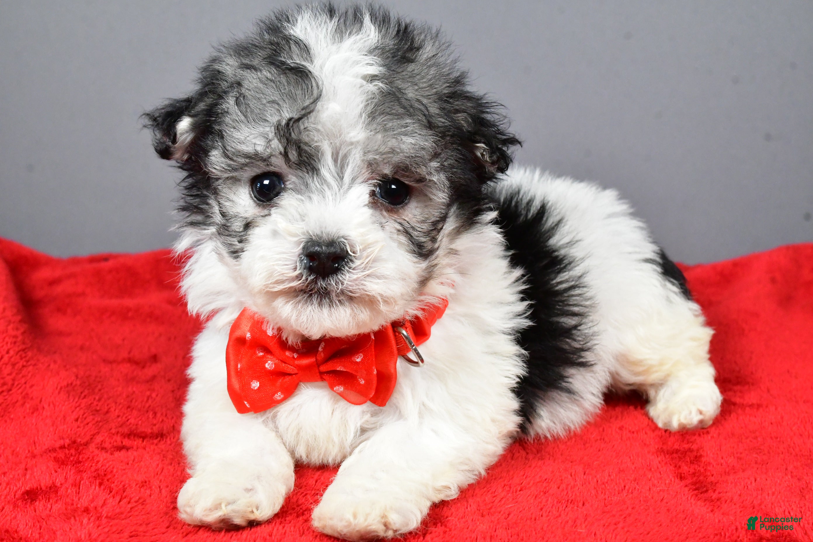 Havanese dogs Chestnut - Ad 38