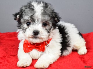 Havanese dogs Chestnut - Ad 38