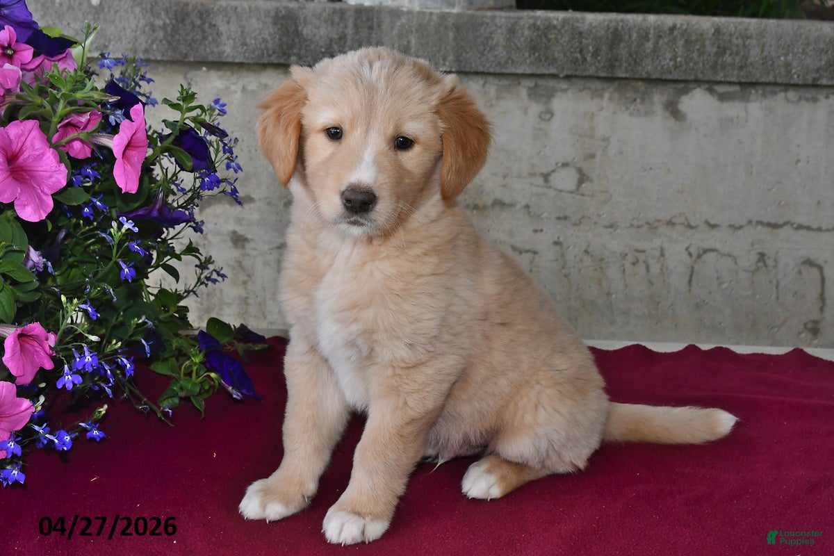 Goberian dogs Major - Ad 2