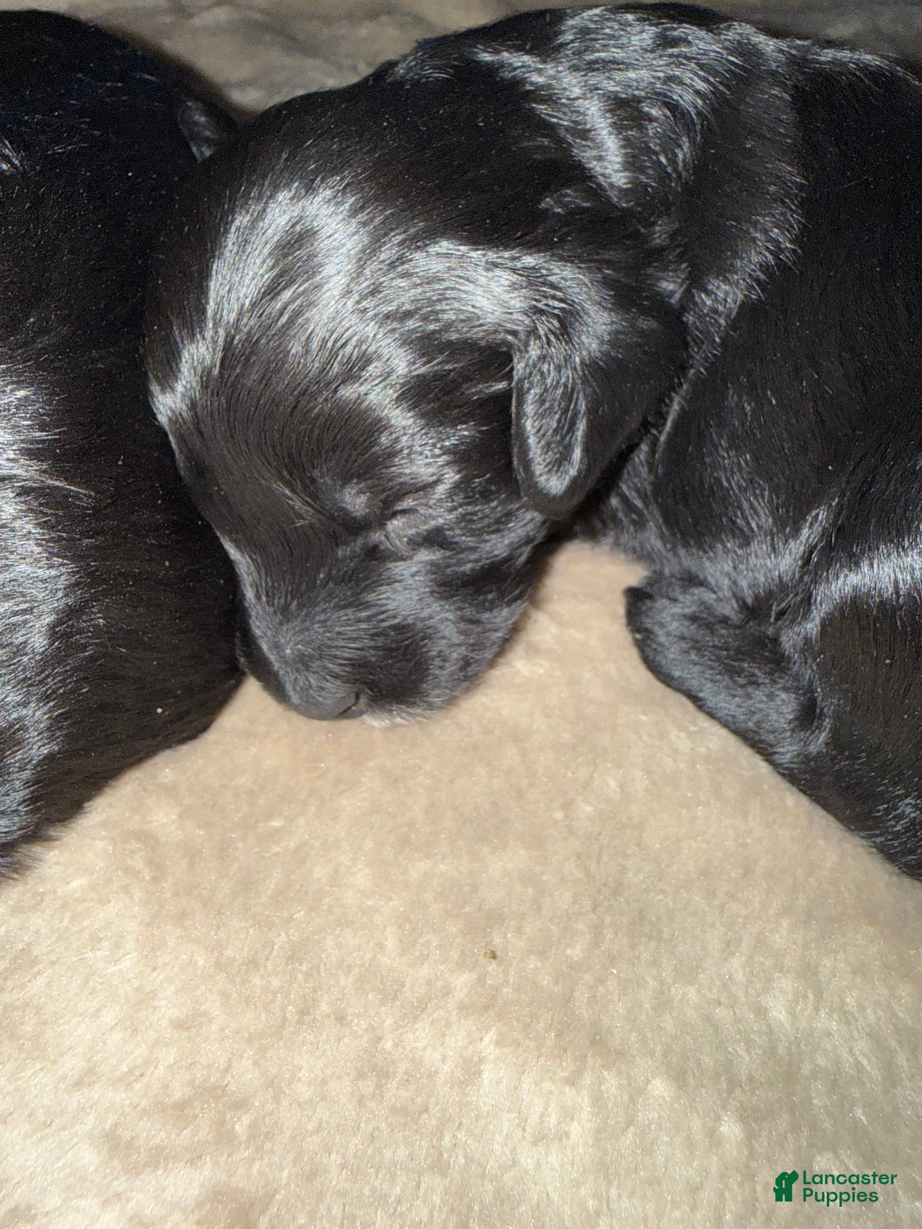 Mini Goldendoodle dogs Mini Goldendoodle Puppy 1 - Ad 4