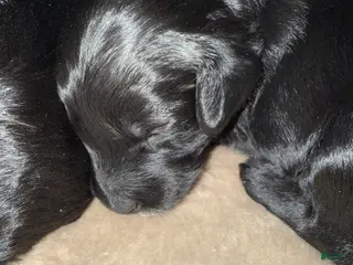 Mini Goldendoodle dogs Mini Goldendoodle Puppy 1 - Ad 4