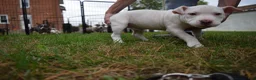 American Bully dogs for sale: American Bully 2 - Ad 7