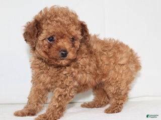 Toy Poodle dogs - Ad 40
