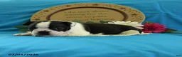 Boston Terrier dogs for sale: Viola - Ad 9