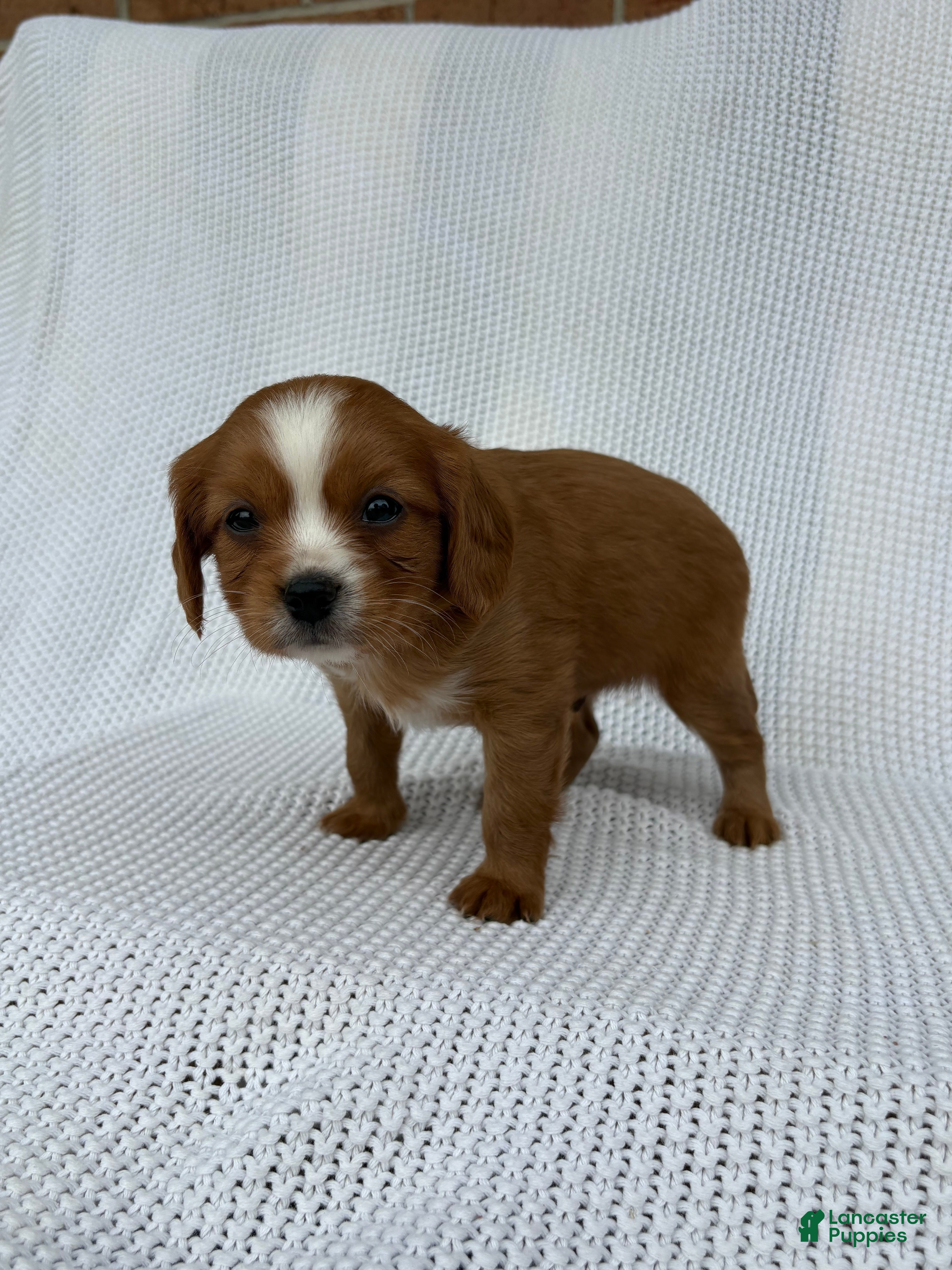 Cavapoo dogs Pickles - Ad 2
