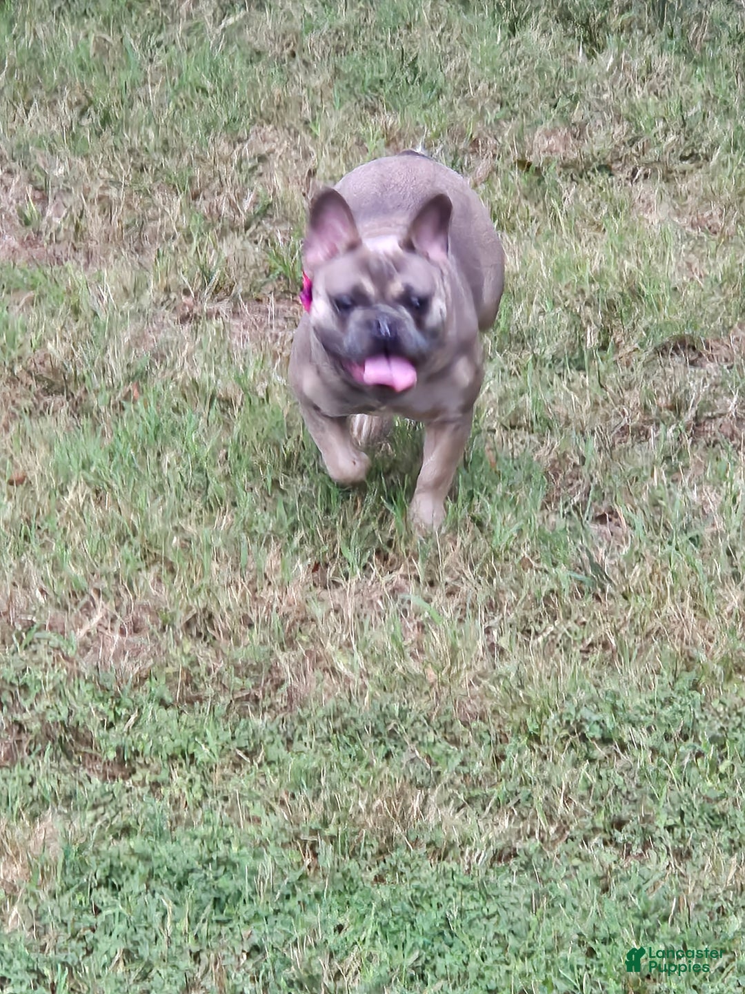 Gallery Image {{count}}