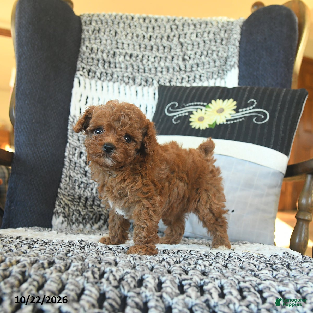 Toy Poodle dogs for sale: Macey  - Ad 2
