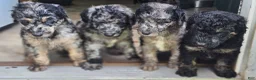 Standard Poodle dogs for sale: Standard Poodle 6 - Ad 6