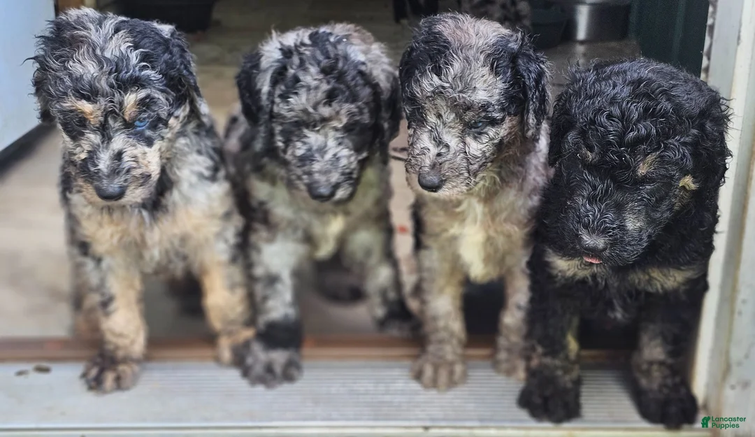Standard Poodle dogs for sale: Standard Poodle 6 - Ad 6
